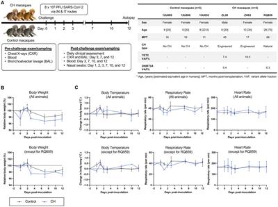 Investigation of the impact of clonal hematopoiesis on severity and pathophysiology of COVID-19 in rhesus macaques